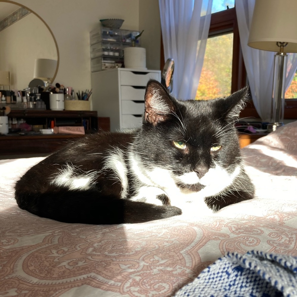 Meet your Posher, Cordelia